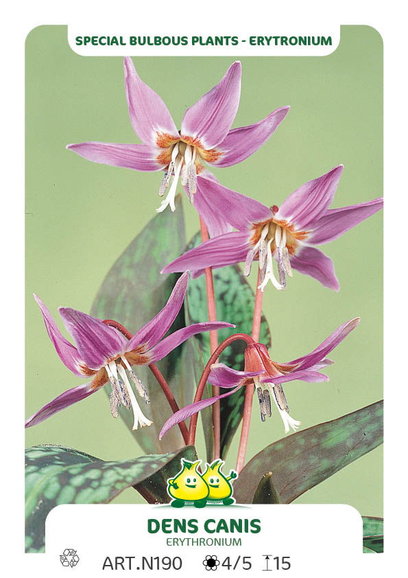 Erythronium Dens Canis