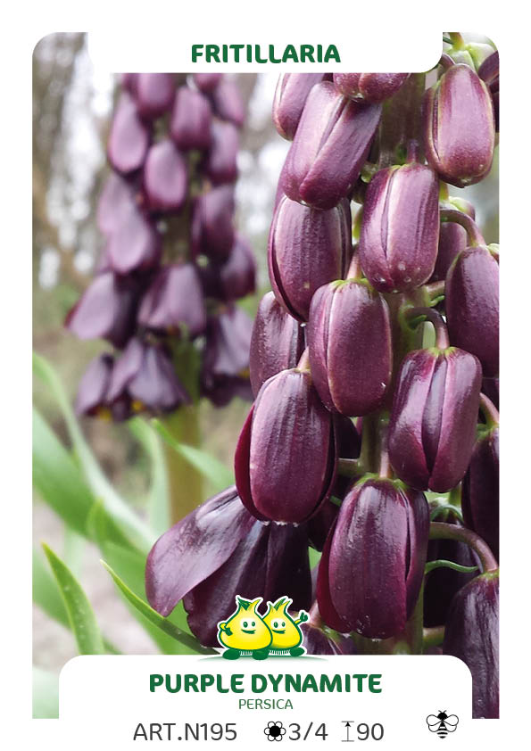 Fritillaria Persica Purple Dynamite