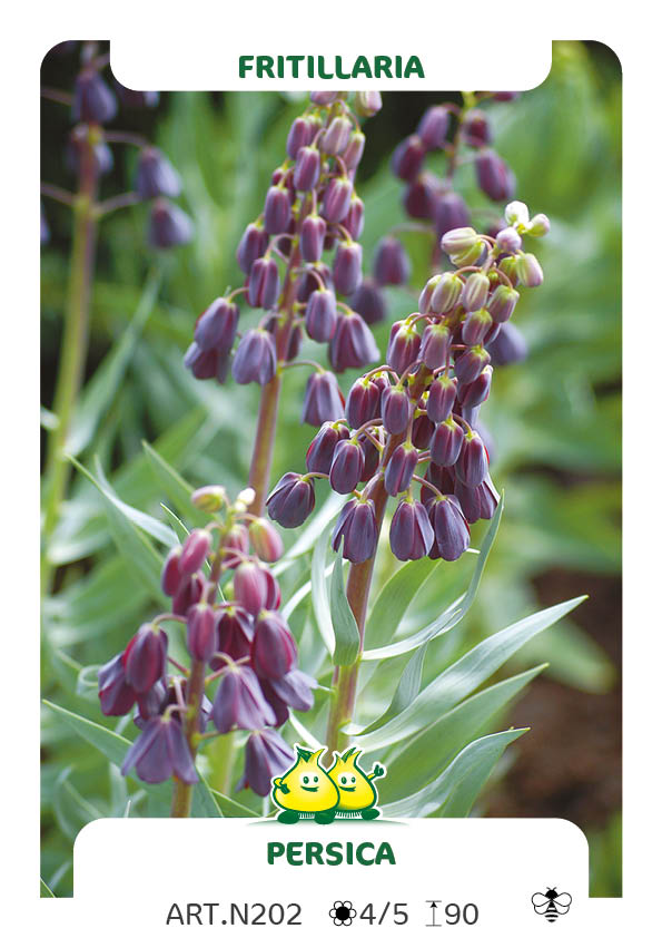 Fritillaria Persica