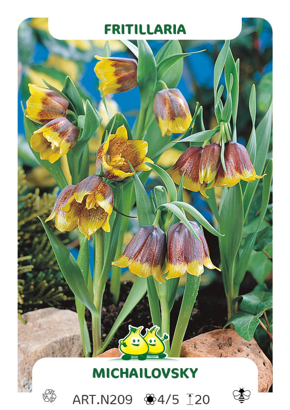 Fritillaria Michailovsky