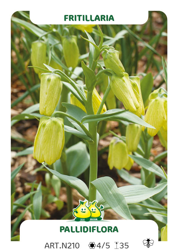 Fritillaria Pallidiflora