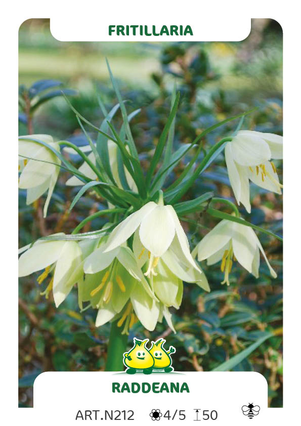 Fritillaria Raddeana