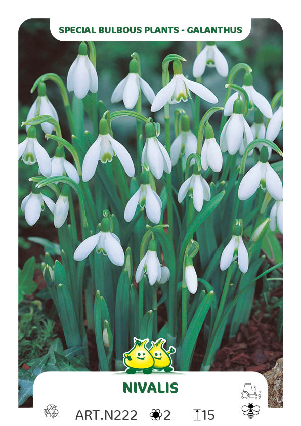 Galanthus Nivalis