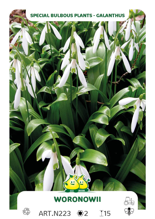 Galanthus Woronowii (Ikariae)