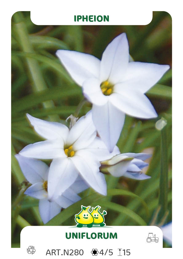 Ipheion Uniflorum