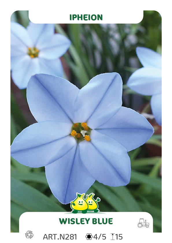 Ipheion Uniflorum Wisley Blue