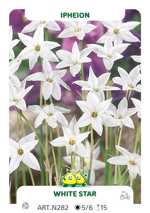 Ipheion  White Star