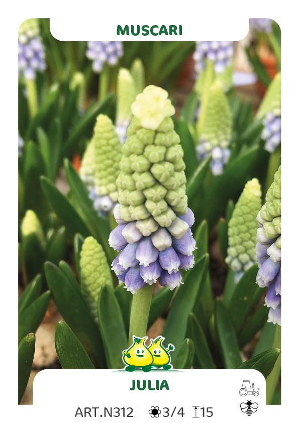 Muscari Julia