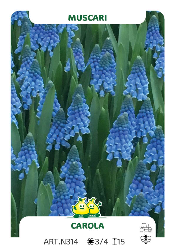 Muscari Carola