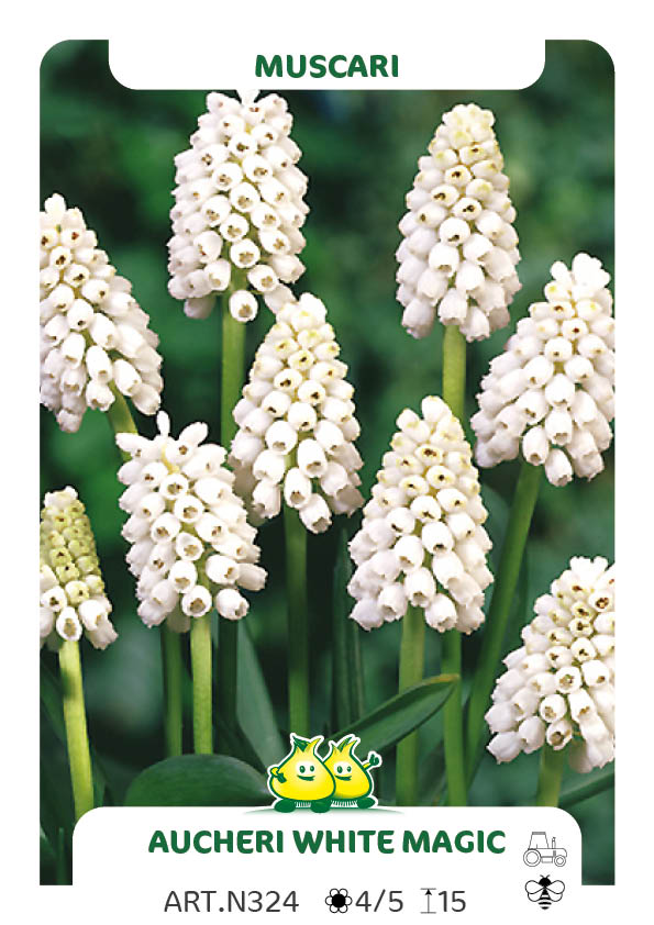 Muscari 'White Magic'