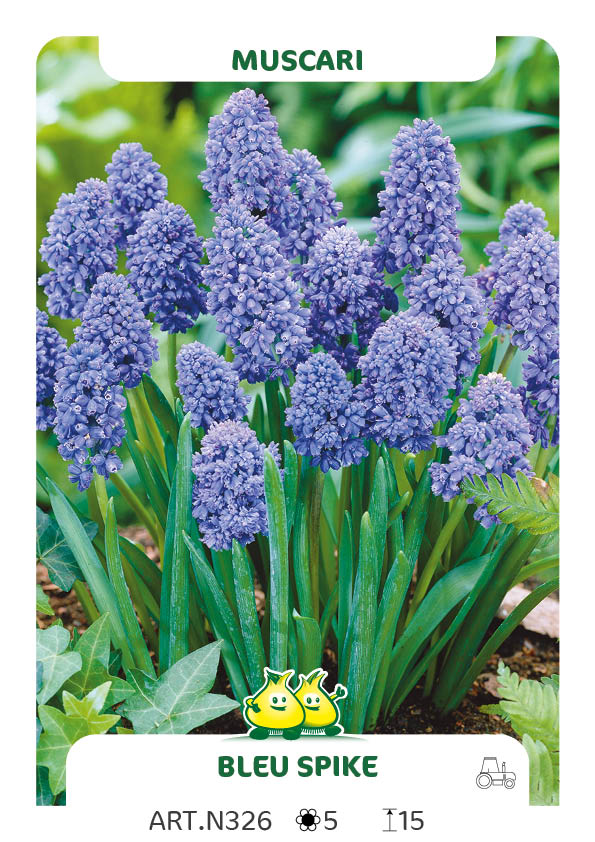 Muscari Blue Spike