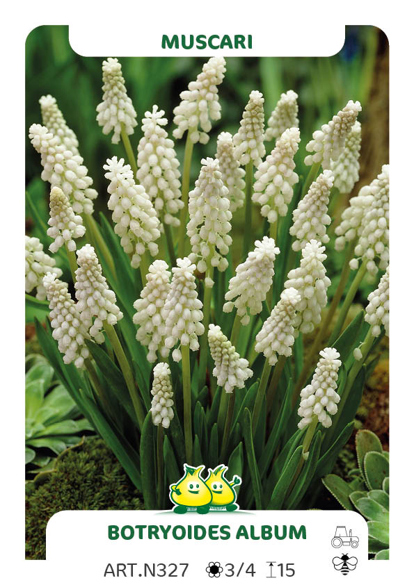 Muscari Botryoides Album