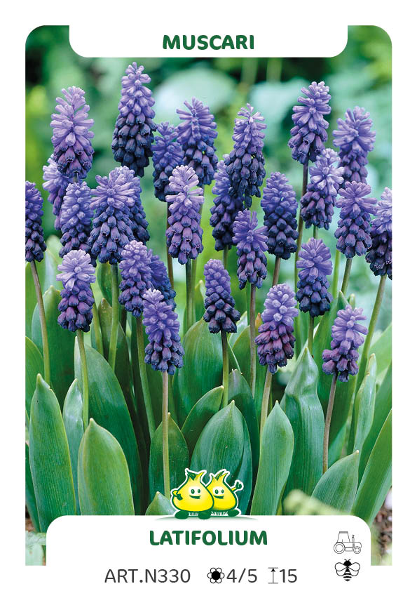 Muscari Latifolium