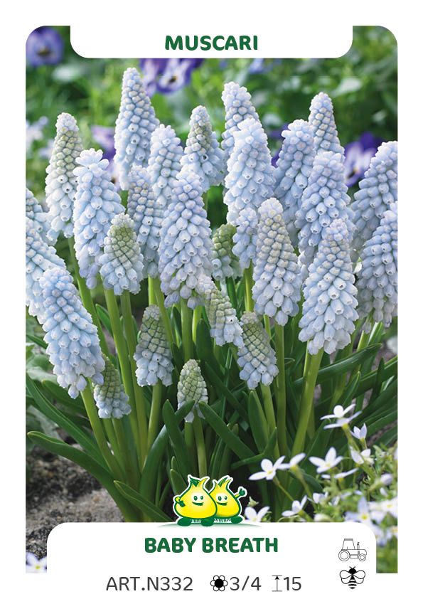 Muscari Neglectum Baby Breath