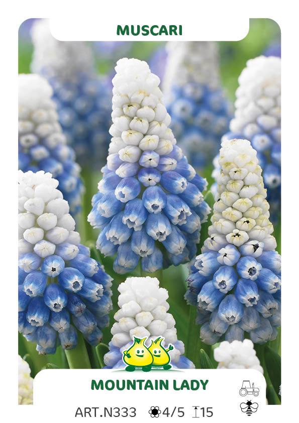 Muscari Mount Hood