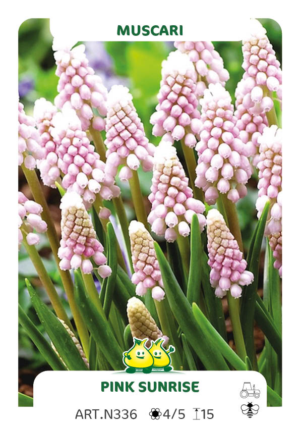 Muscari Pink Sunrise