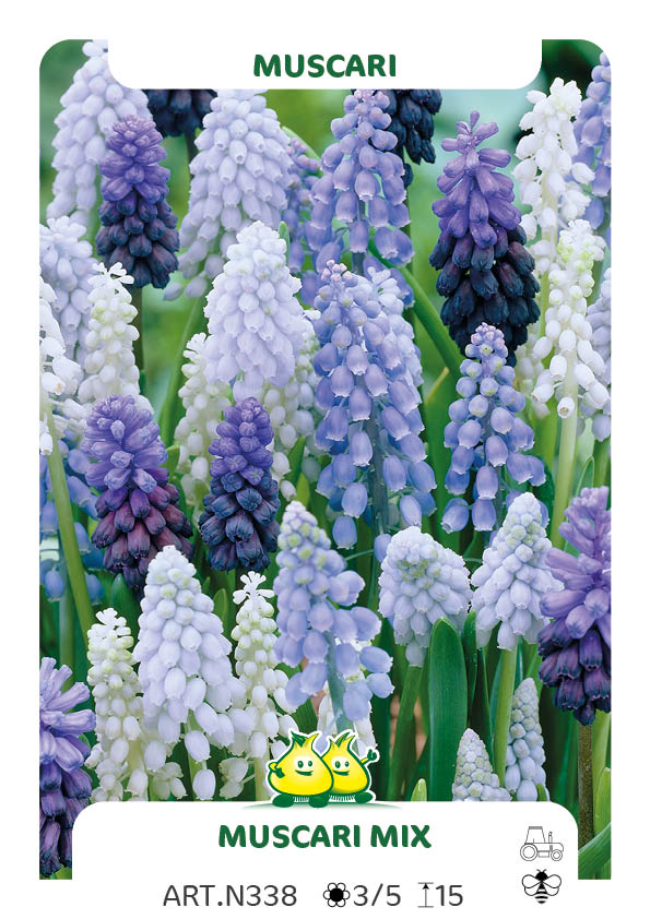 Muscari Mix (par multiples de 100 pièces)