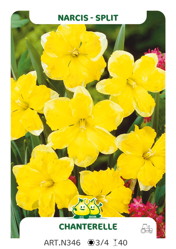 Narcis Chanterelle