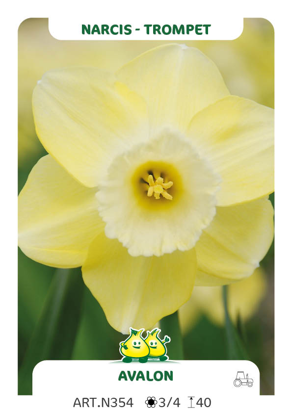 Narcis Avalon