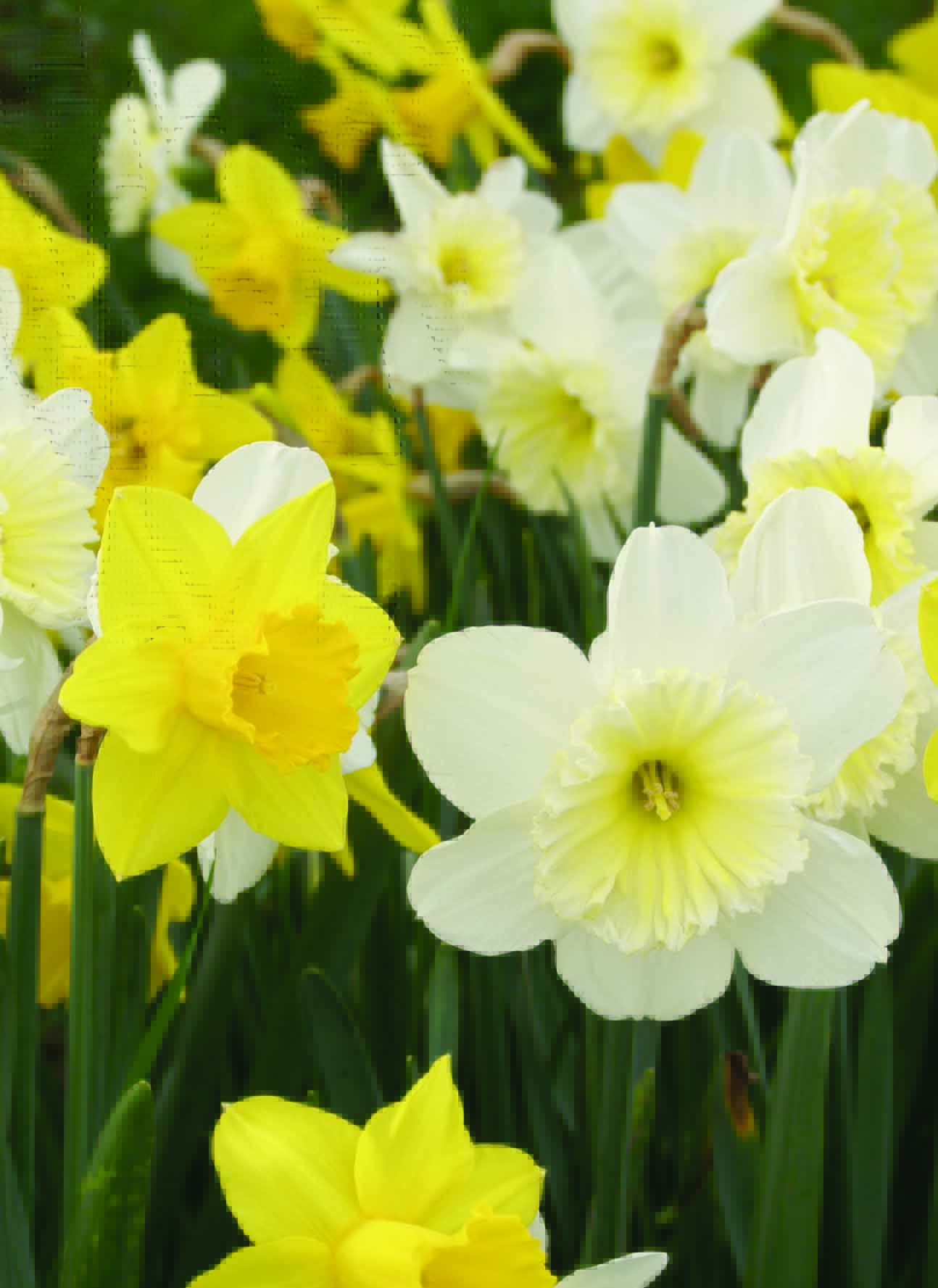 Narcis Spring Mix (par multiples de 100 pièces)