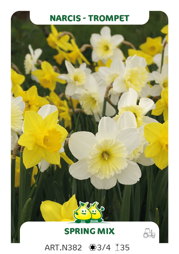 Narcis Spring Mix (par multiples de 100 pièces)