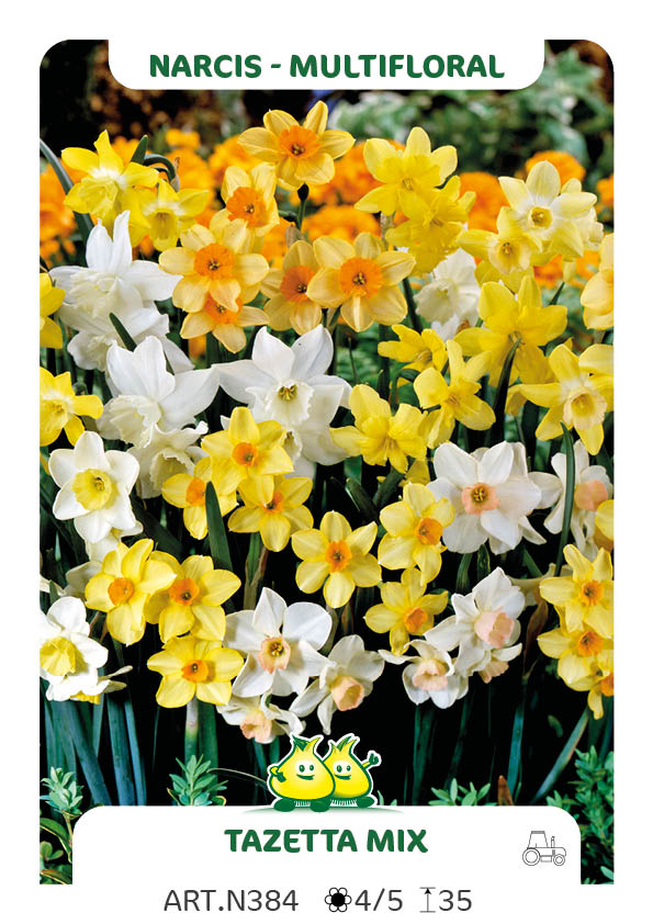 Narcis Tazetta mix (per veelvouden van 100 stuks)