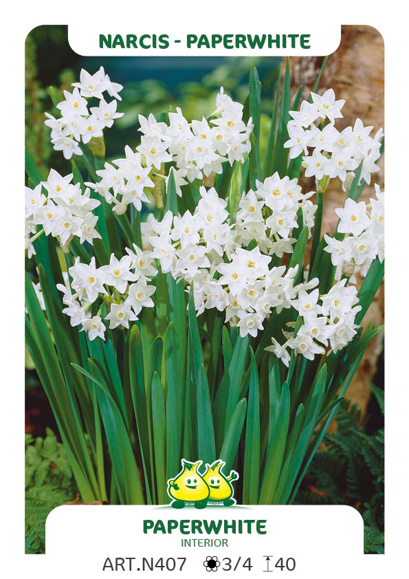 Narcis Paperwhite