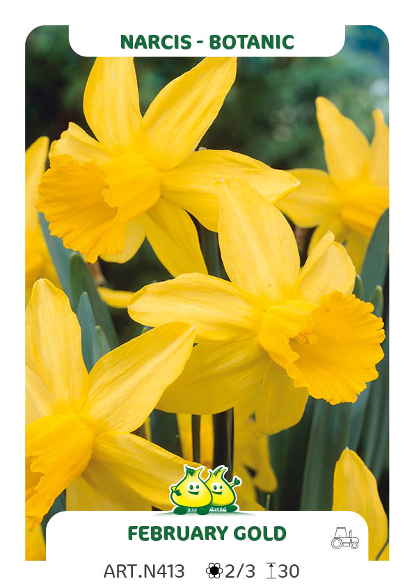 Narcis February Gold