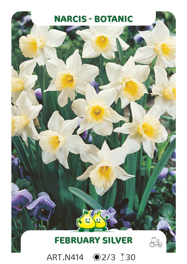 Narcis Februari Silver