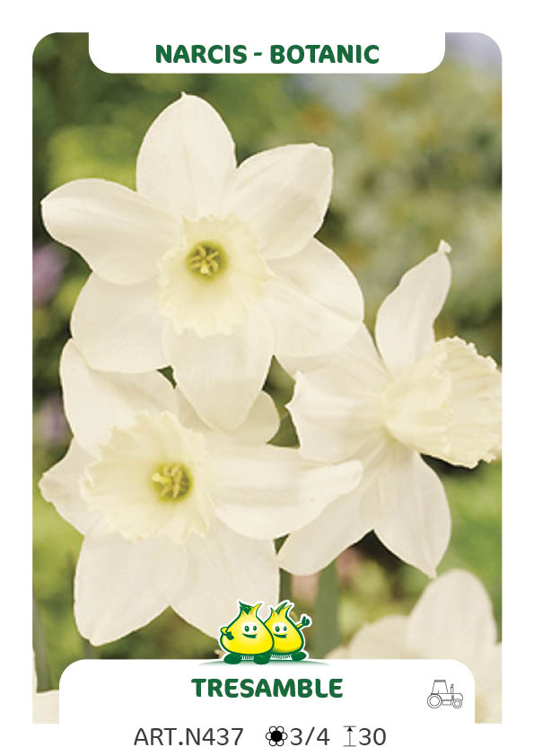 Narcis Tresamble