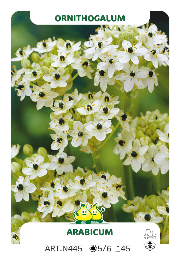 Ornithogalum Arabicum