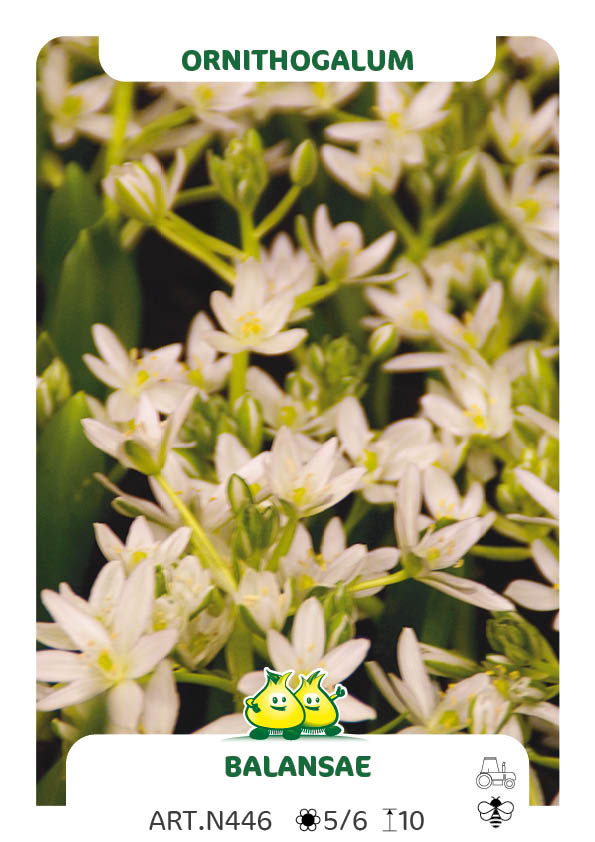 Ornithogalum Balansae - Oligophyllum