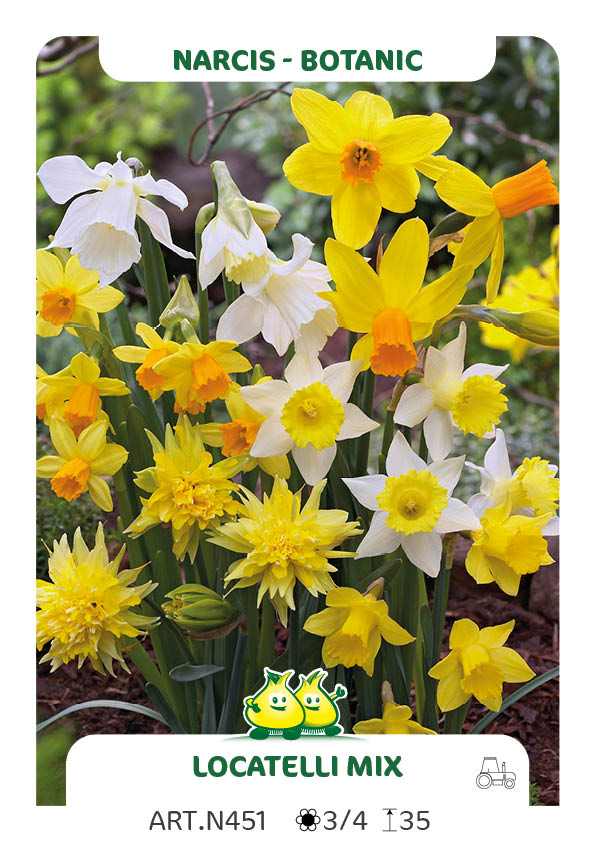 Narcis Botanisch Mix (par multiples de 100 pièces)