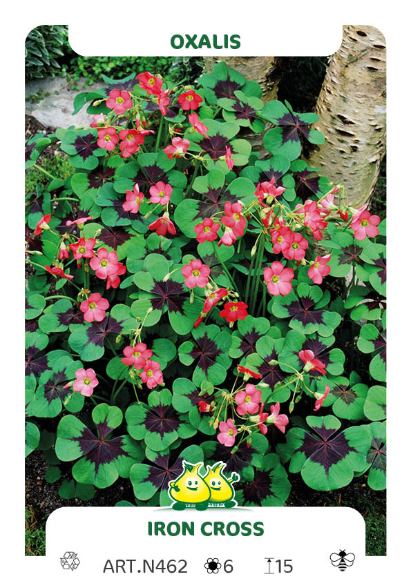 Oxalis Iron Cross