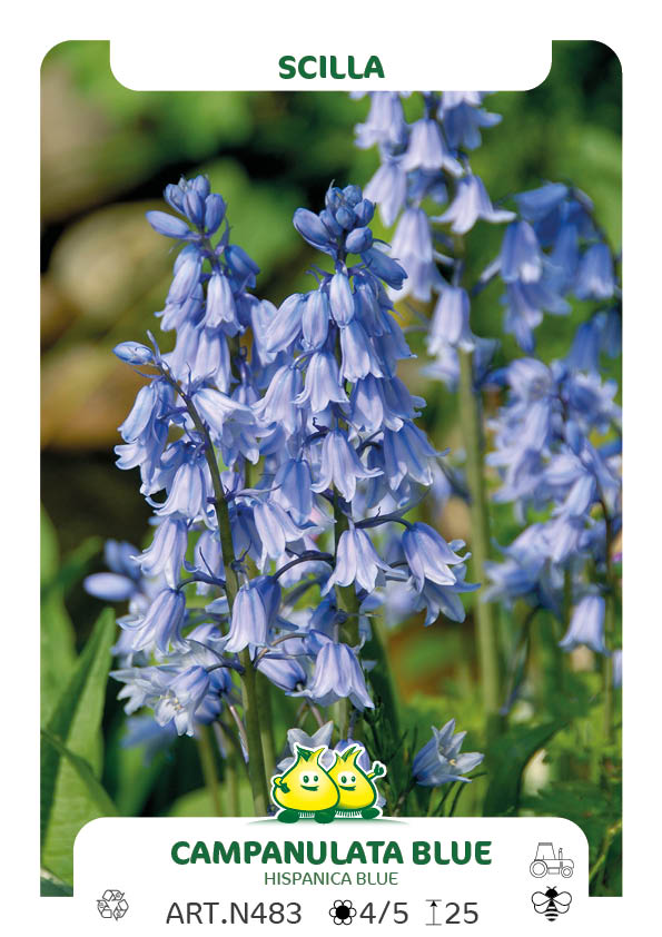 Scilla Campanulata - Hispanica Bleu  (jacinthes des bois)