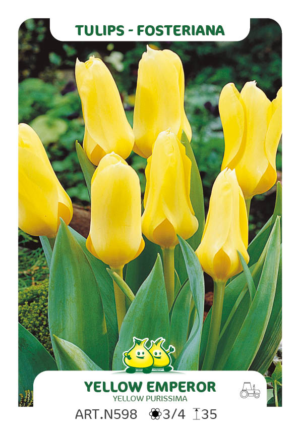 Tulpen Yellow Emperor