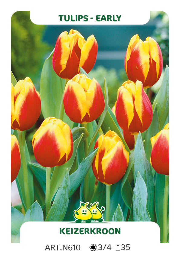 Tulp Keizerkroon