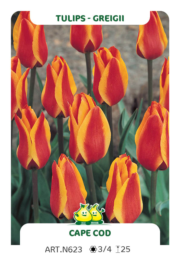 Tulp Cape Cod