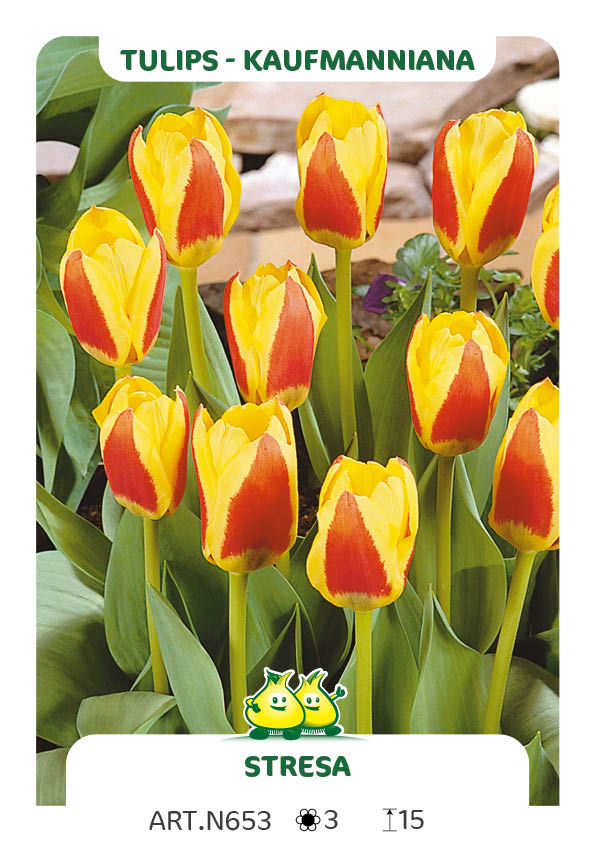 Tulp Stresa