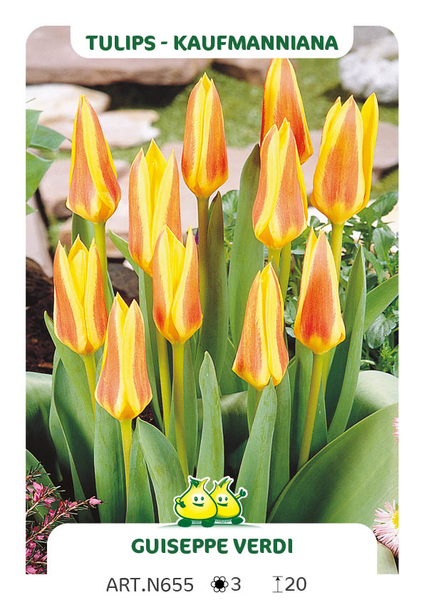 Tulp Verdi