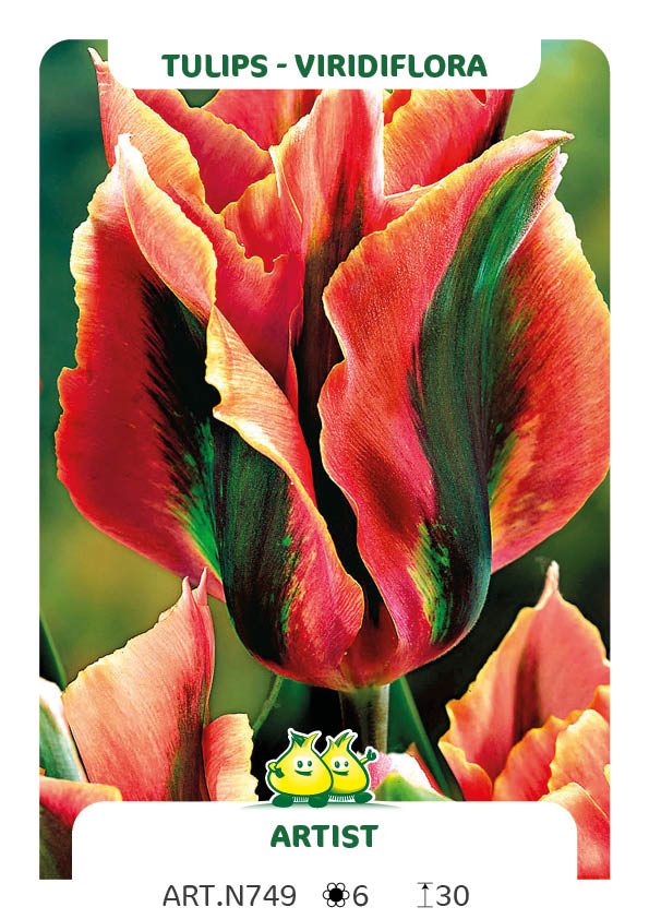 Tulp Artist