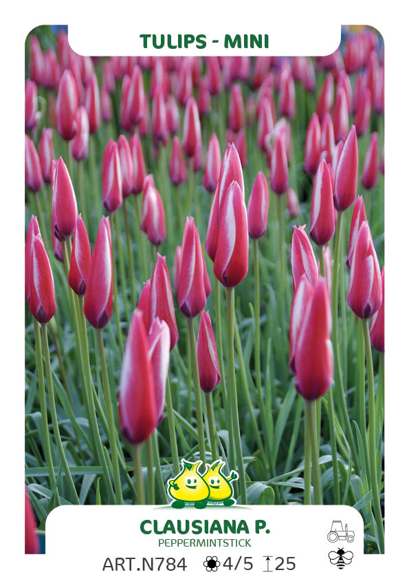 Tulp Clusiana Peppermintstick