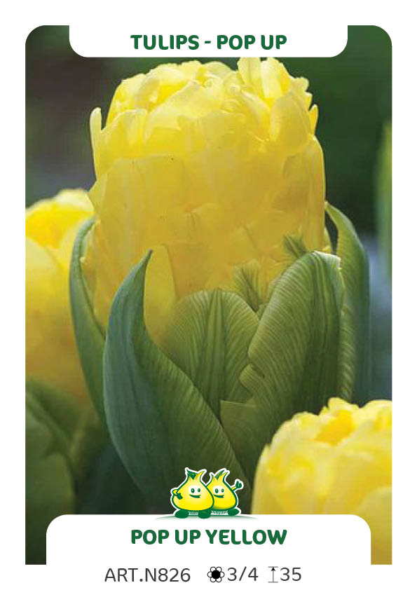 Tulp Pop up Yellow