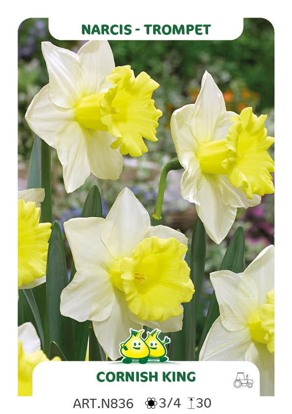 Narcis Cornish King