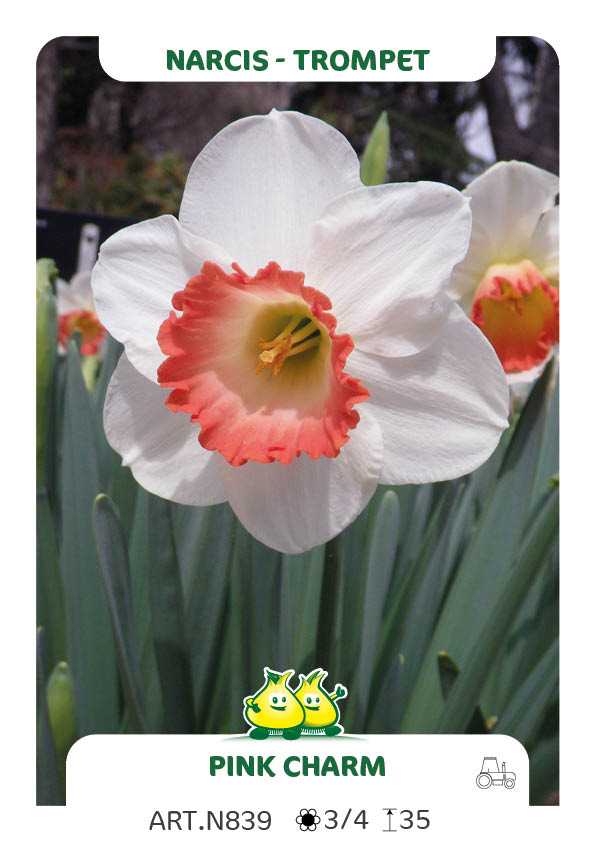 Narcis Pink Charm