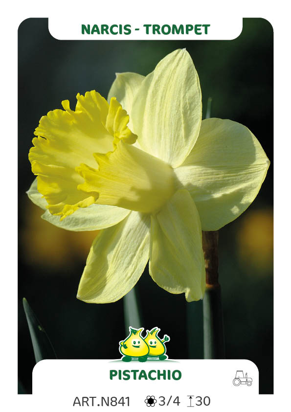 Narcis Pistachio