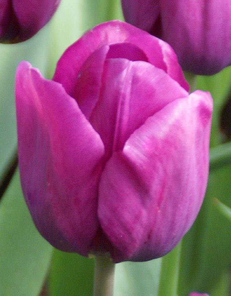 Tulpen Blue Beauty