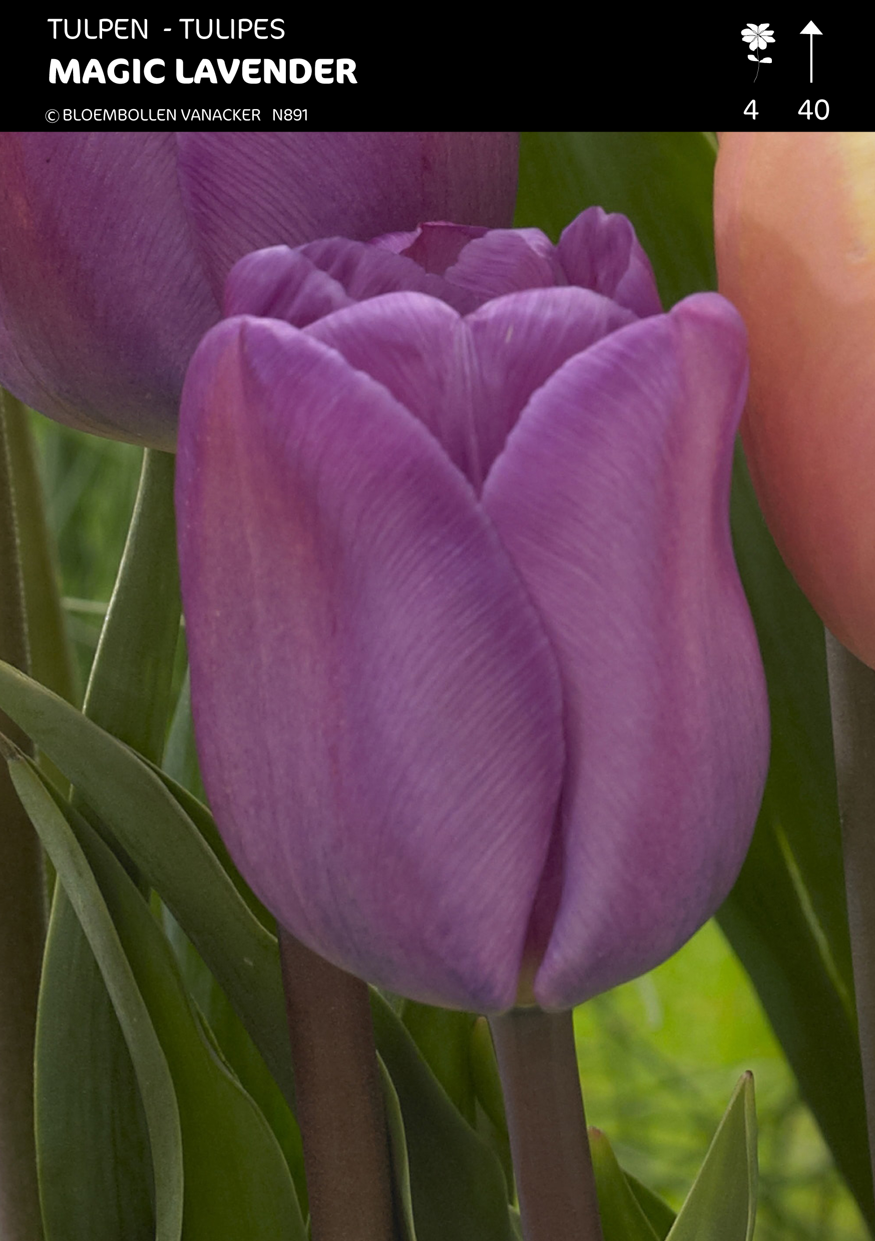Tulpen Magic Lavender