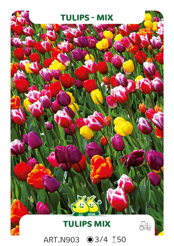 Totalen Tulpen Mix: Darwin -laat-triumph-vroeg-botanisch