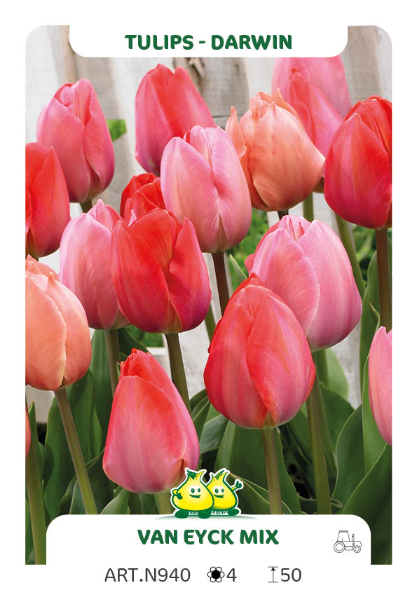 Tulpen Mix Van Eijk